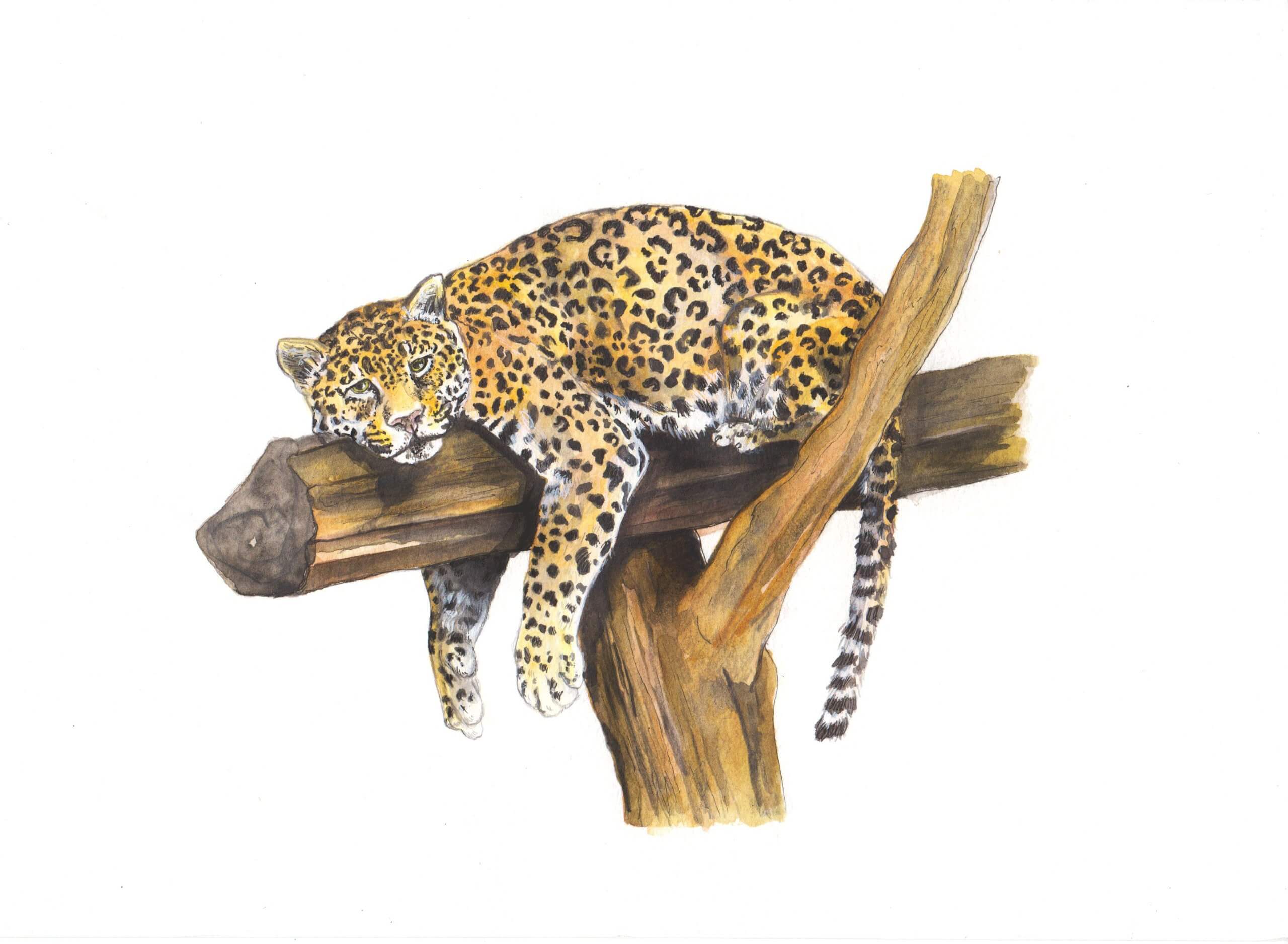 Jaguar – Sold