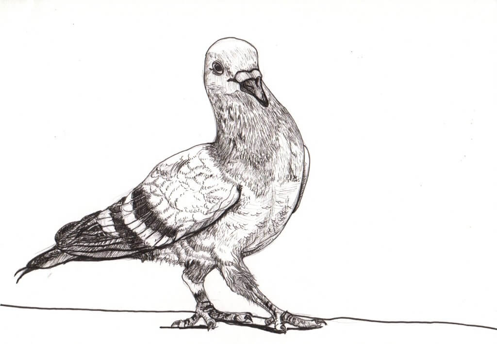 pigeon, pigeon drawing, pigeon Painting, pigeon Art