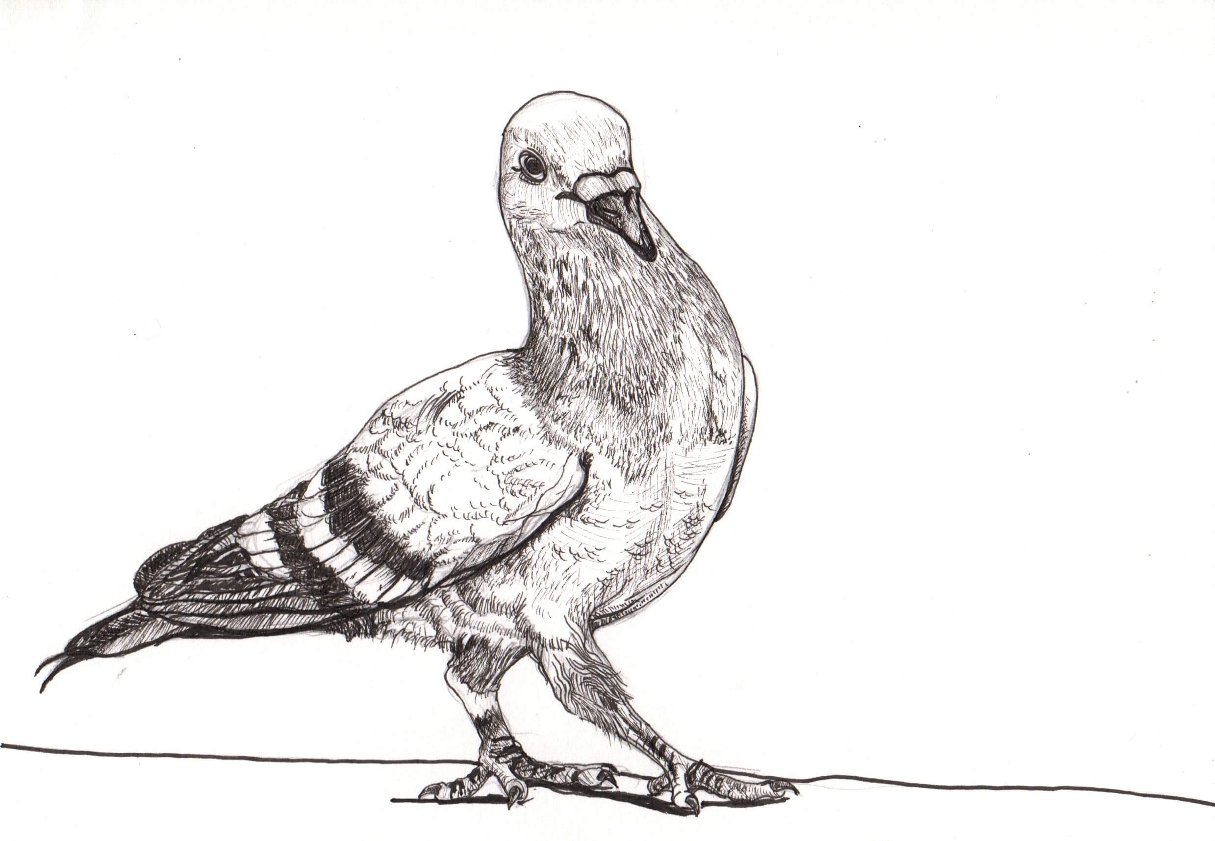 Animal Letters Pigeon