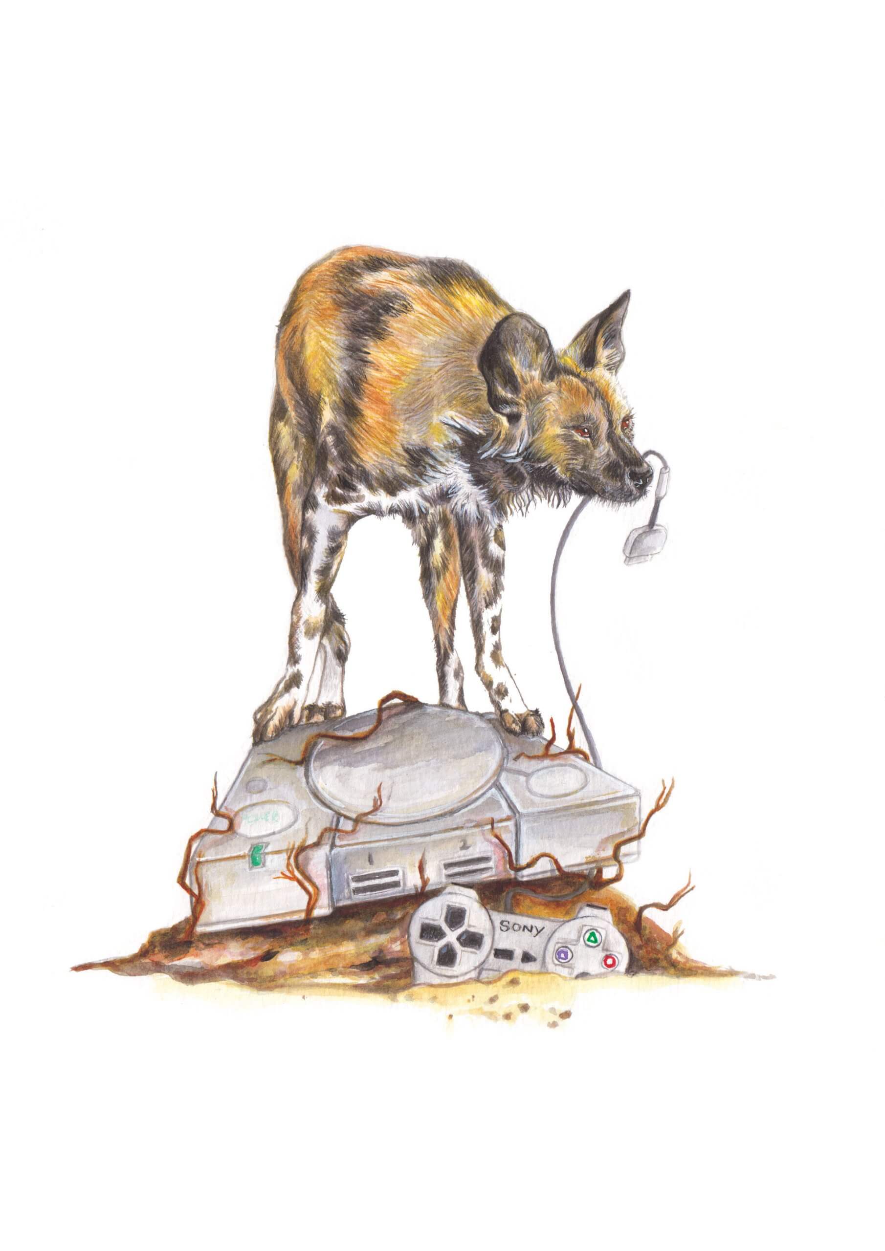 You Are Not Ready – African Wild Dog