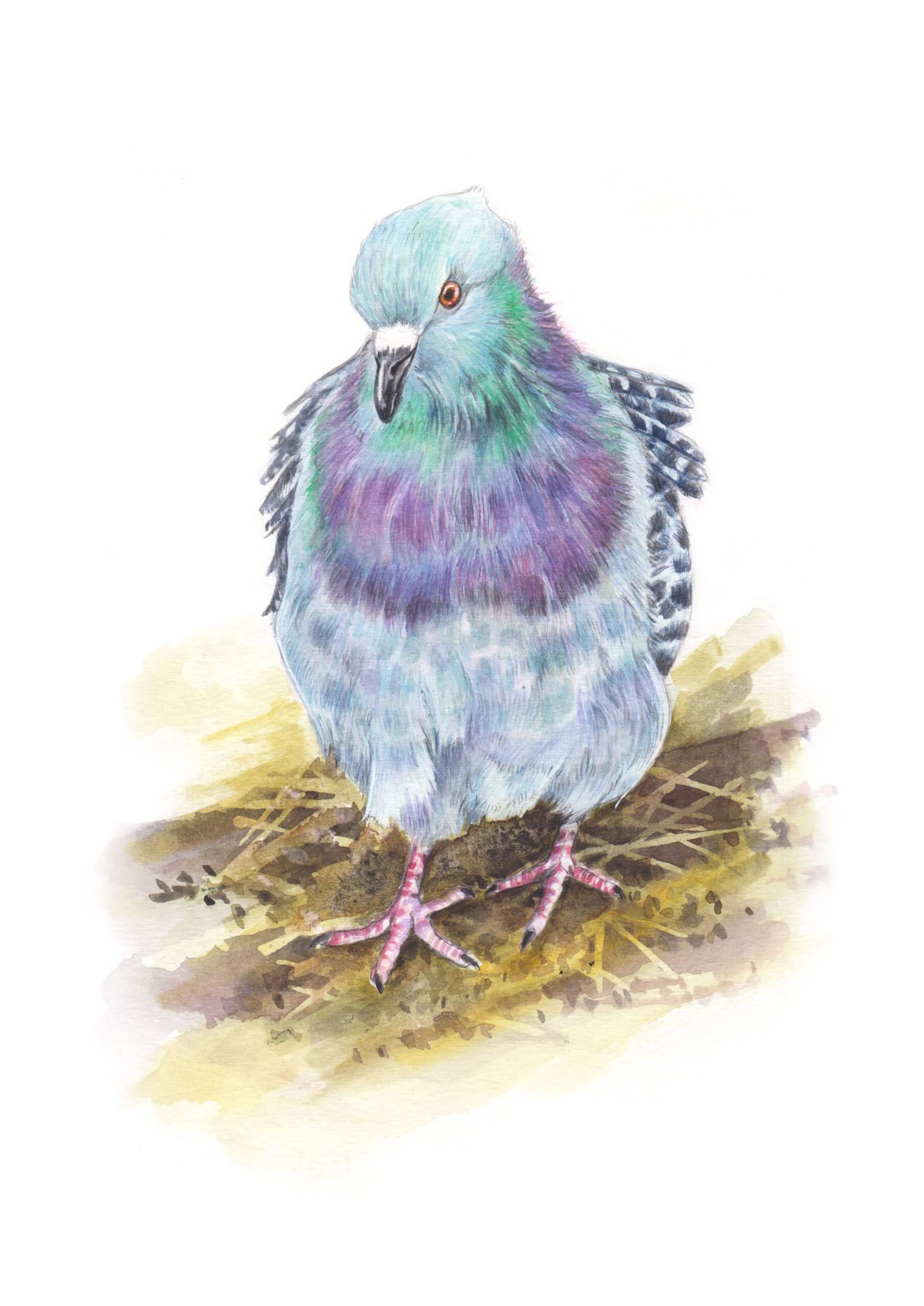 Mr London Pigeon – SOLD